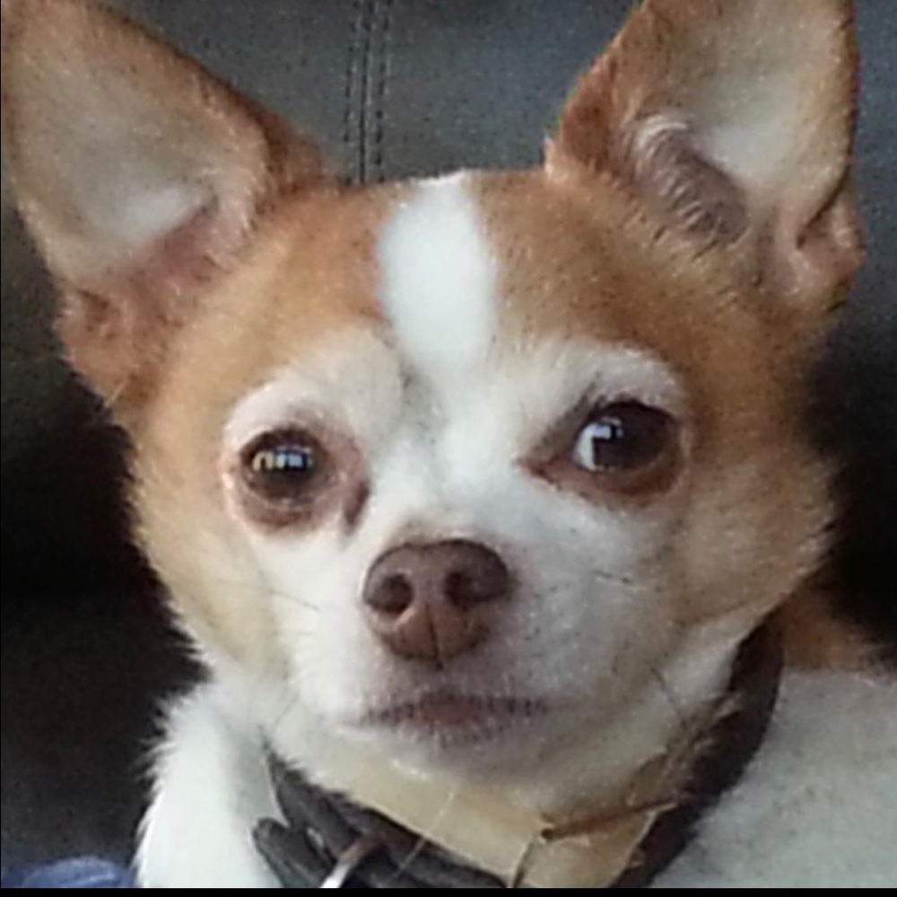 Happy Holiday Season Everyone! Thank you for the follows! - Picture 12 of 16